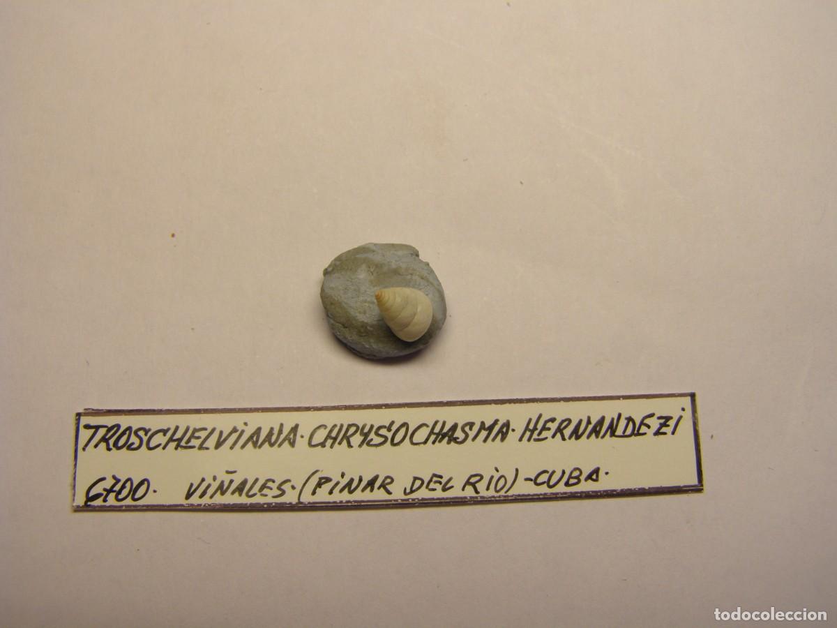 Coleccionismo de moluscos: Caracol snail shell troschelviana chrysochasma hernandezi. Cuba.