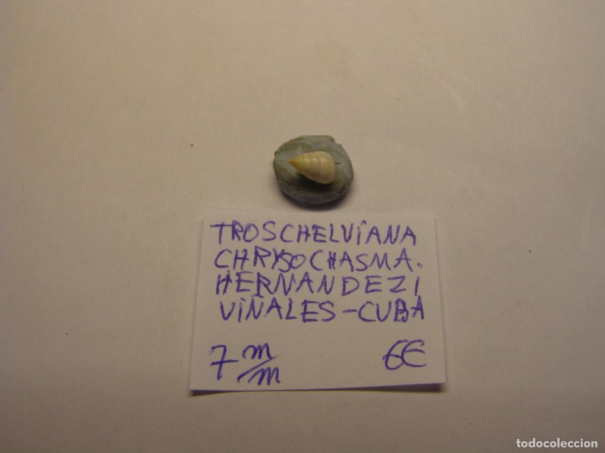 Coleccionismo de moluscos: Caracol snail shell troschelviana chrysochasma hernandezi. Cuba.