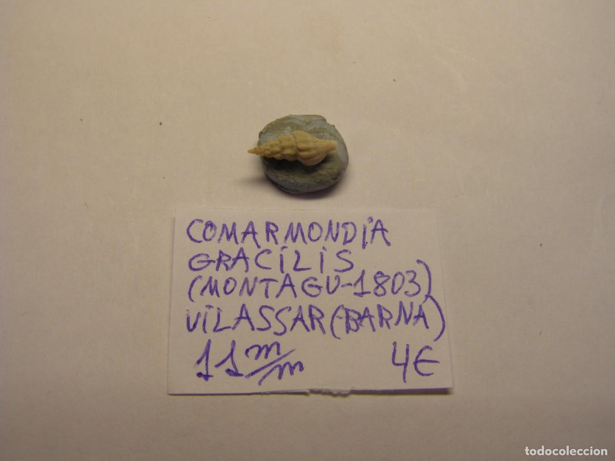 Coleccionismo de moluscos: Caracol snail shell comarmondia gracilis. Barcelona.