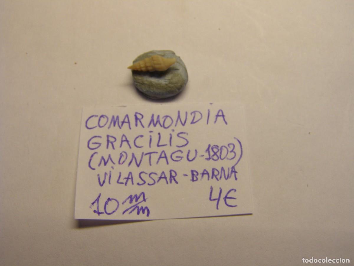 Coleccionismo de moluscos: Caracol snail shell comarmondia gracilis. Barcelona.