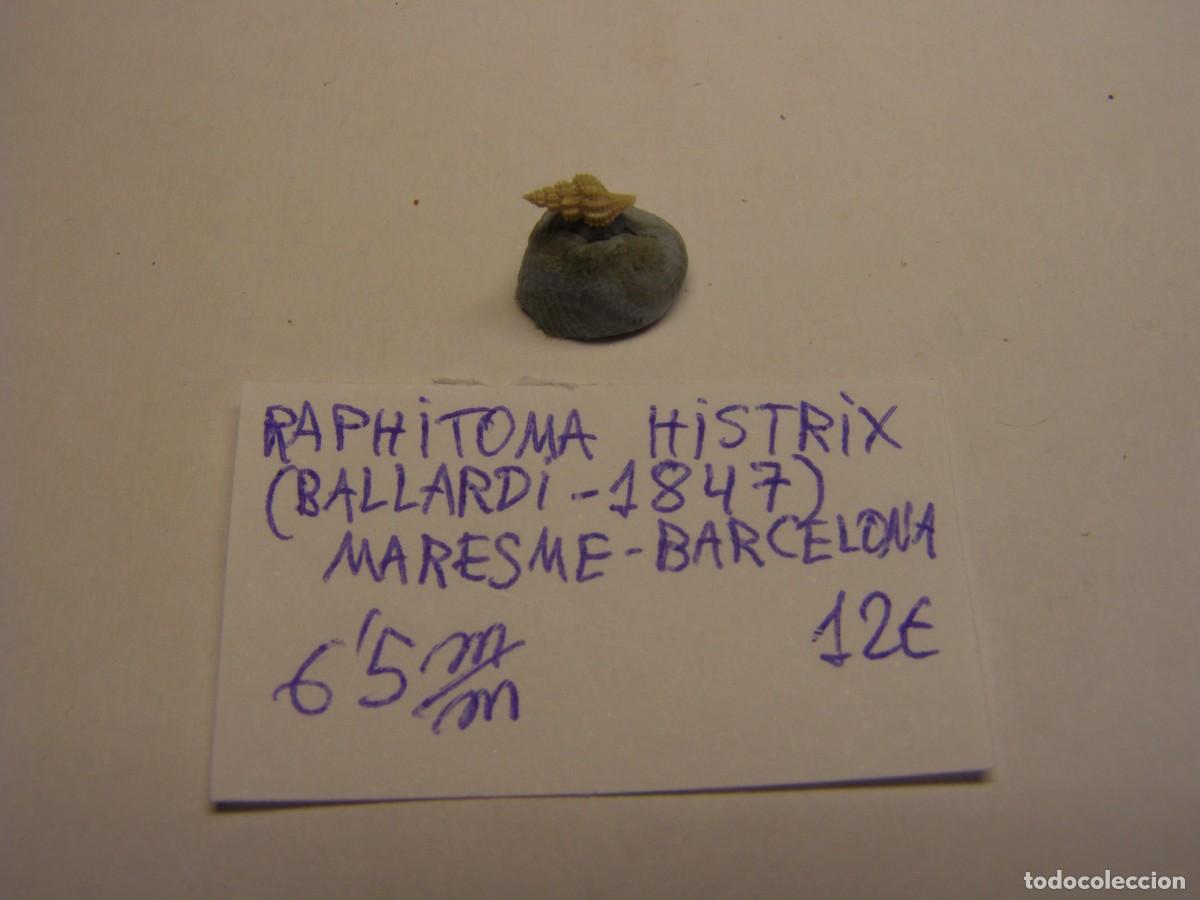 Coleccionismo de moluscos: Caracol snail shell raphitoma histrix. Barcelona.