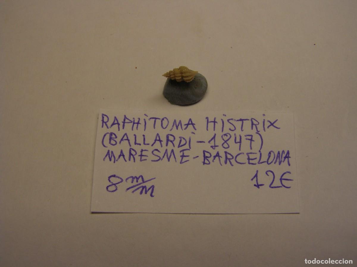 Coleccionismo de moluscos: Caracol snail shell raphitoma histrix. Barcelona.