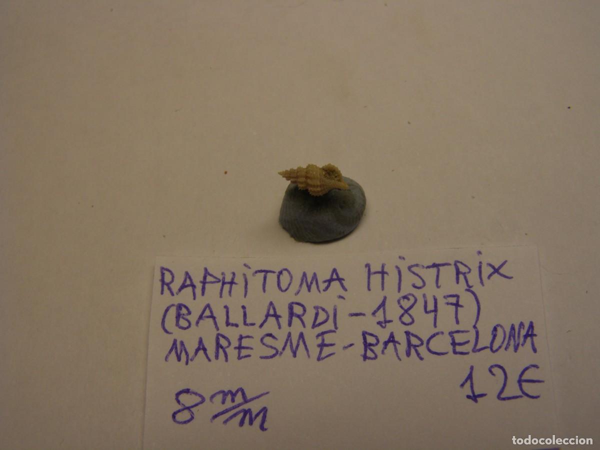Coleccionismo de moluscos: Caracol snail shell raphitoma histrix. Barcelona. - Foto 2