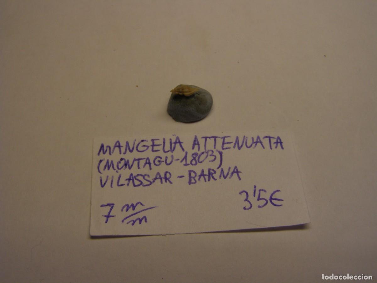 Coleccionismo de moluscos: Caracol snail shell mangelia attenuata. Barcelona.