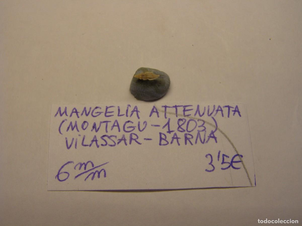 Coleccionismo de moluscos: Caracol snail shell mangelia attenuata. Barcelona.