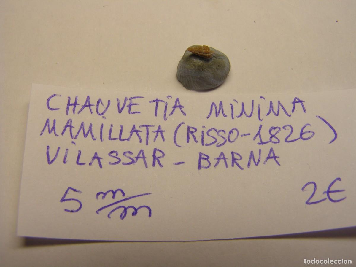 Coleccionismo de moluscos: Caracol snail shell chauvetia minima mamellata. Barcelona.
