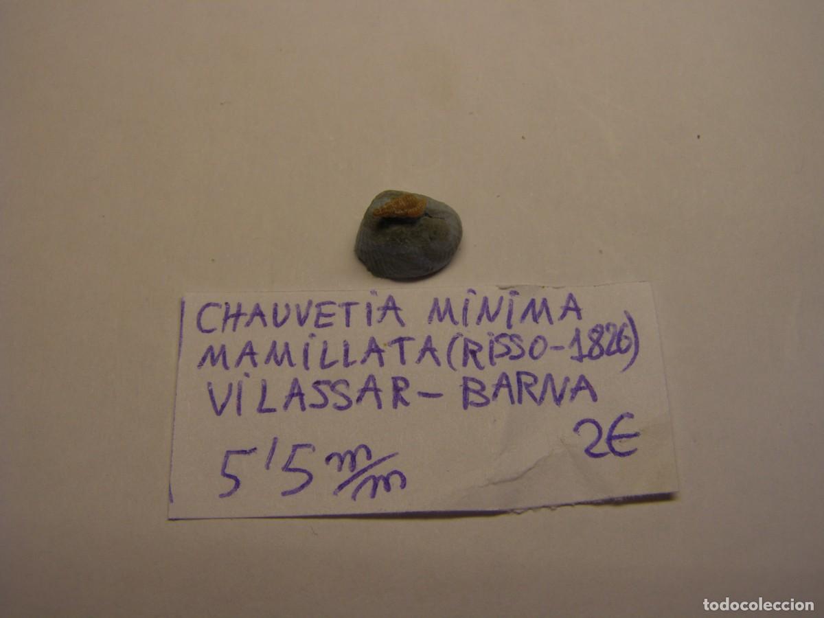 Coleccionismo de moluscos: Caracol snail shell chauvetia minima mamillata. Barcelona.