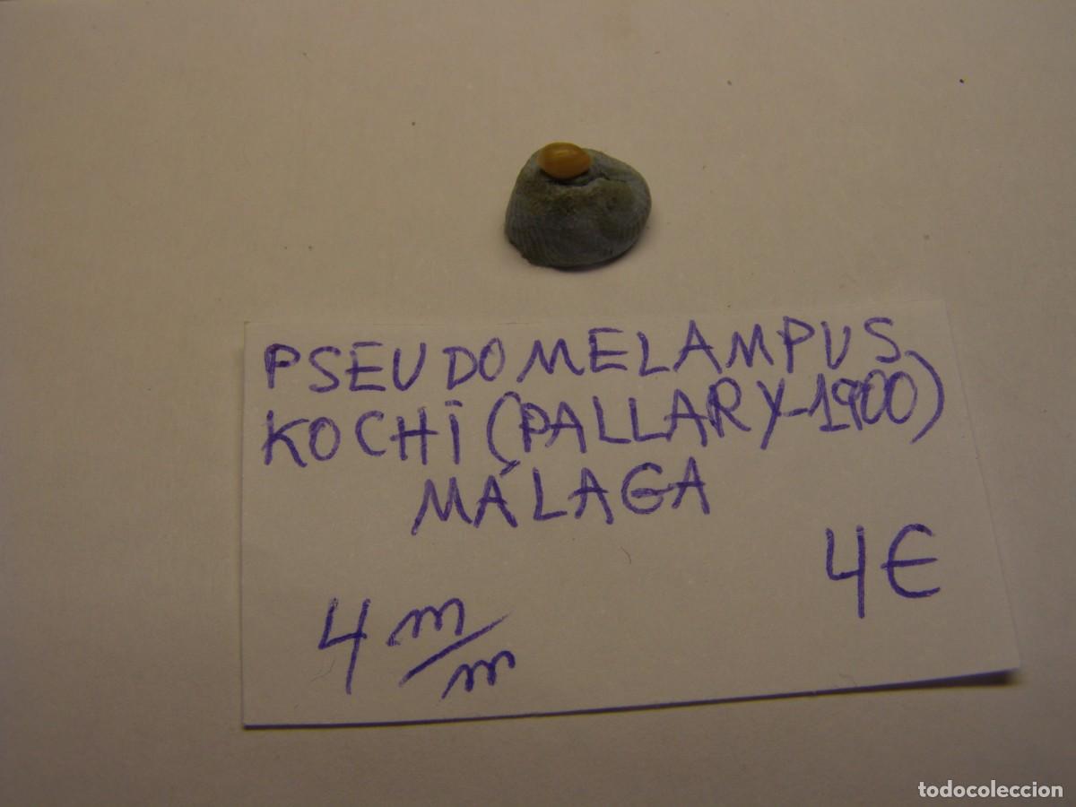 Coleccionismo de moluscos: Caracol snail shell pseudomelampus kochi. M&aacute;laga.