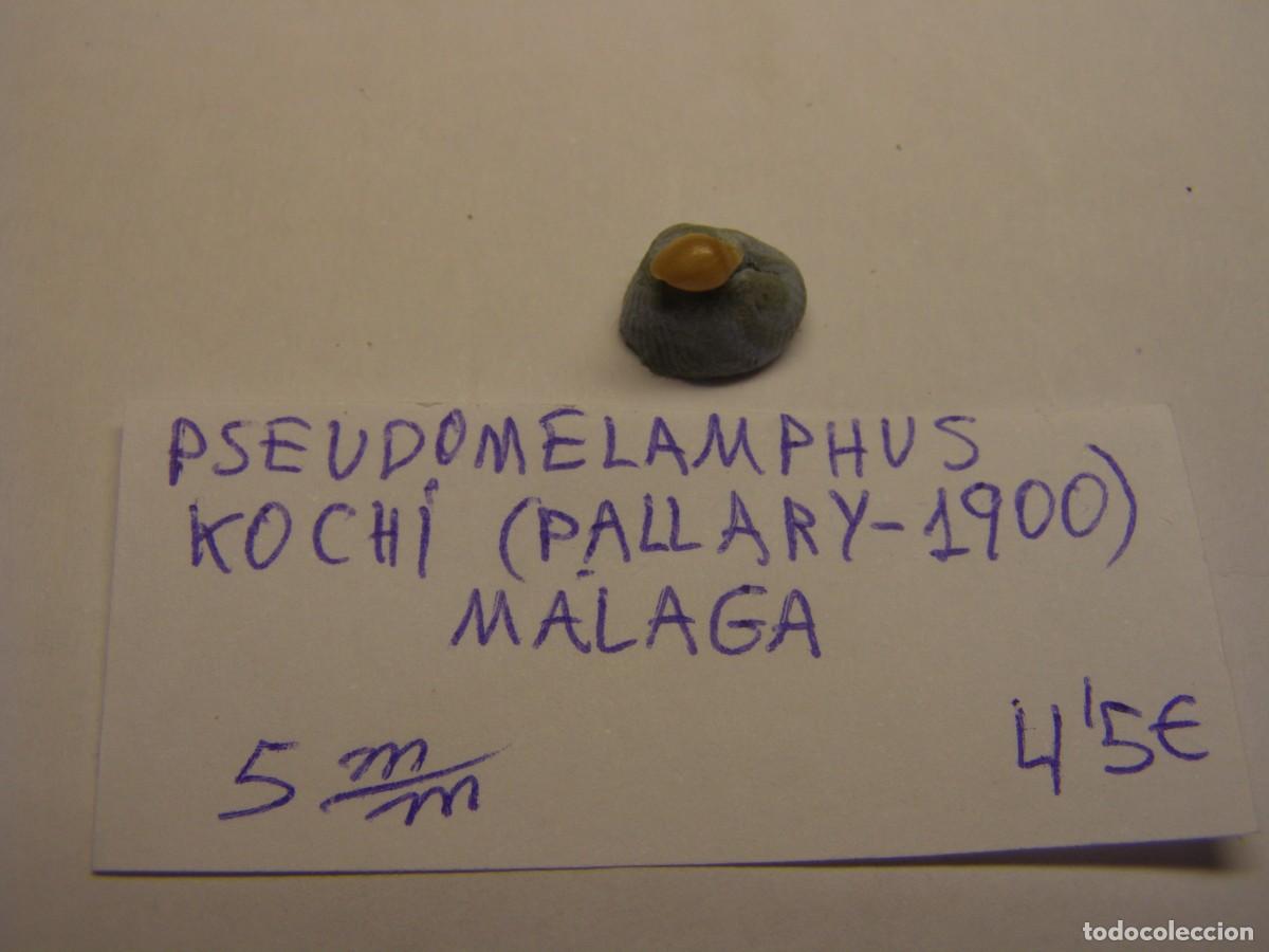 Coleccionismo de moluscos: Caracol snail shell pseudomelampus kochi. M&aacute;laga.