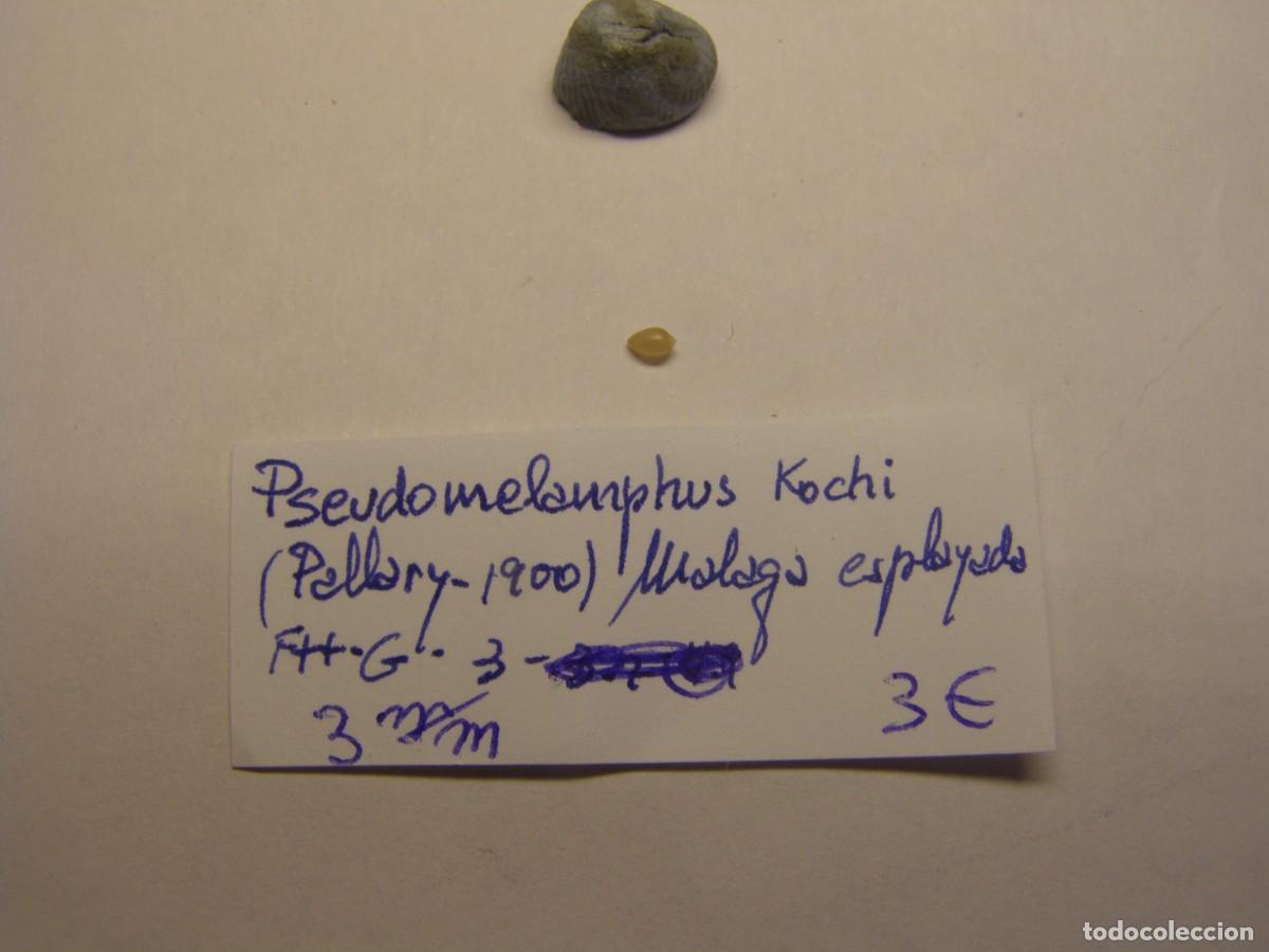 Colecionismo de moluscos: Caracol snail shell pseudomelampus kochi. M&aacute;laga.