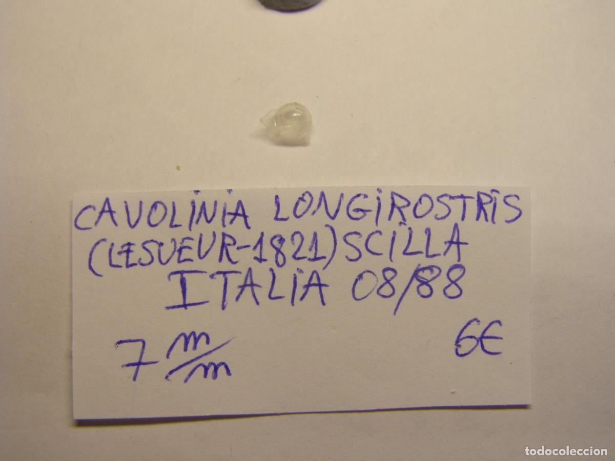 Coleccionismo de moluscos: Caracol snail shell cavolinea longirostris. Italia.