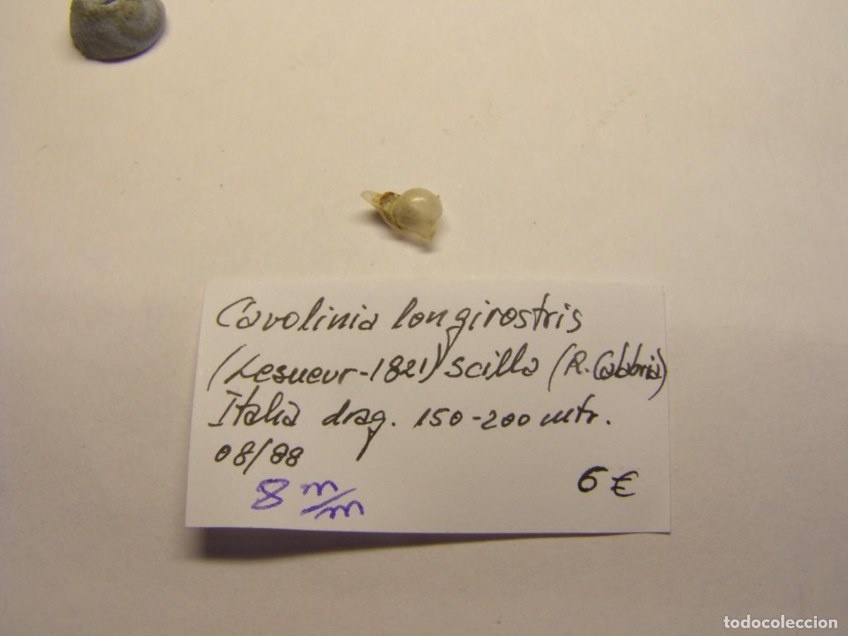 Colecionismo de moluscos: Caracol snail shell cavolinea longirostris. Italia.