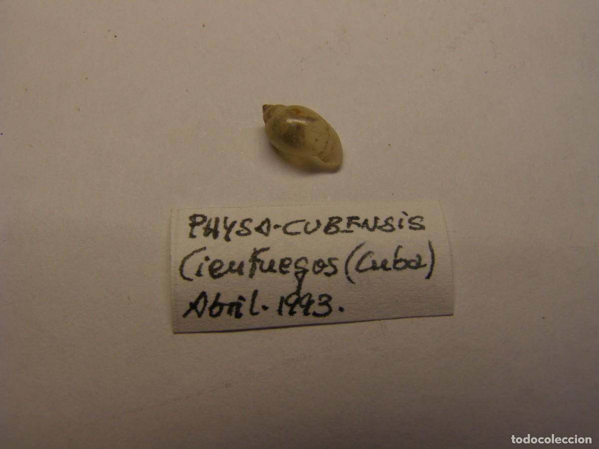 Collezionismo di molluschi: Caracol snail shell pysa cubensis. Cuba.