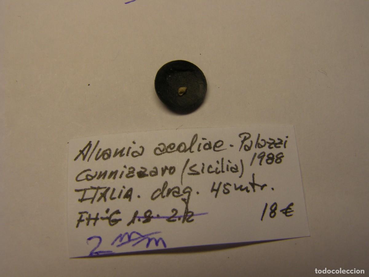 Collectionnisme de mollusques: Caracol snail shell alvania aeoliae. Italia.