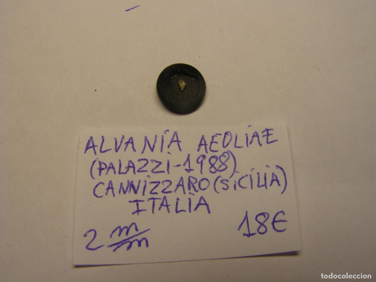 Coleccionismo de moluscos: Caracol snail shell alvania aeoliae. Italia.