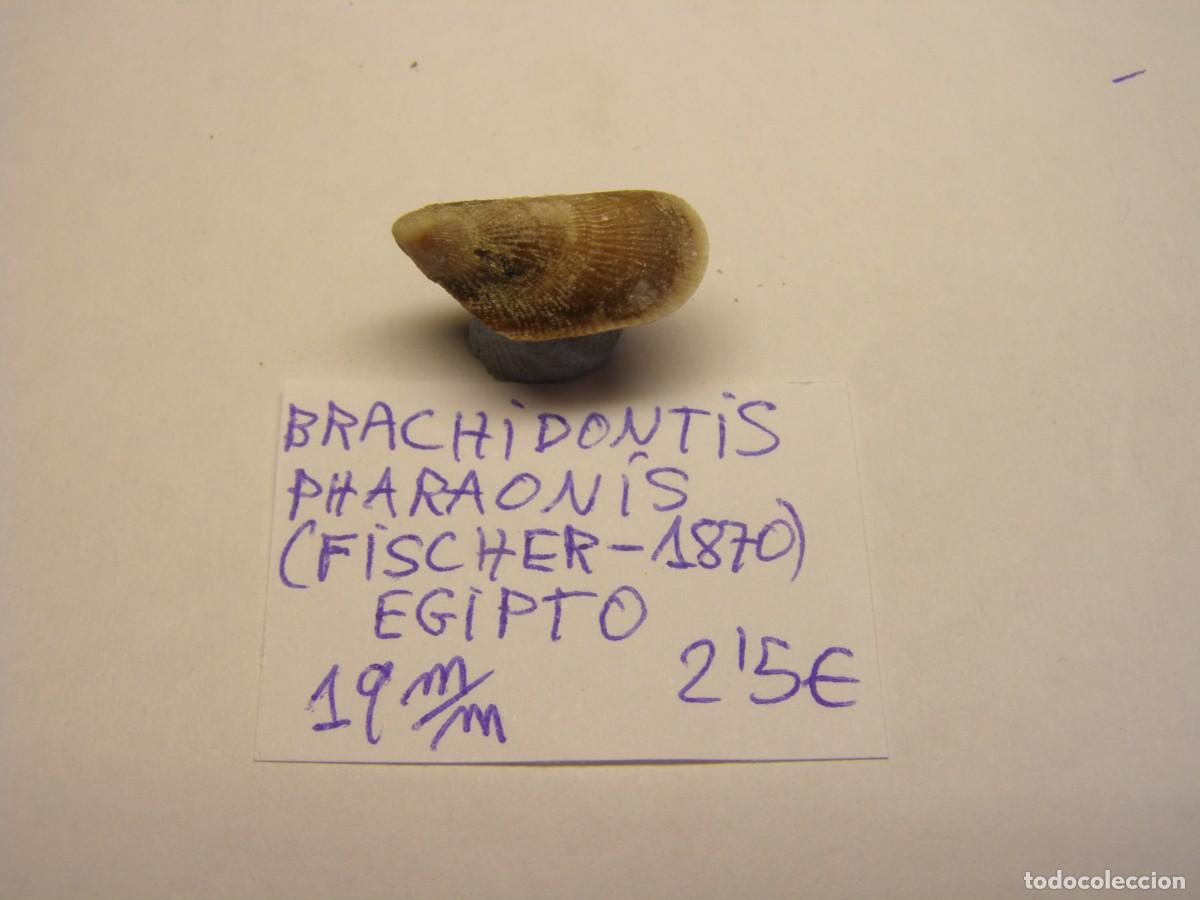 Coleccionismo de moluscos: Bivalvo shell brachidontis pharaonis. Egipto.