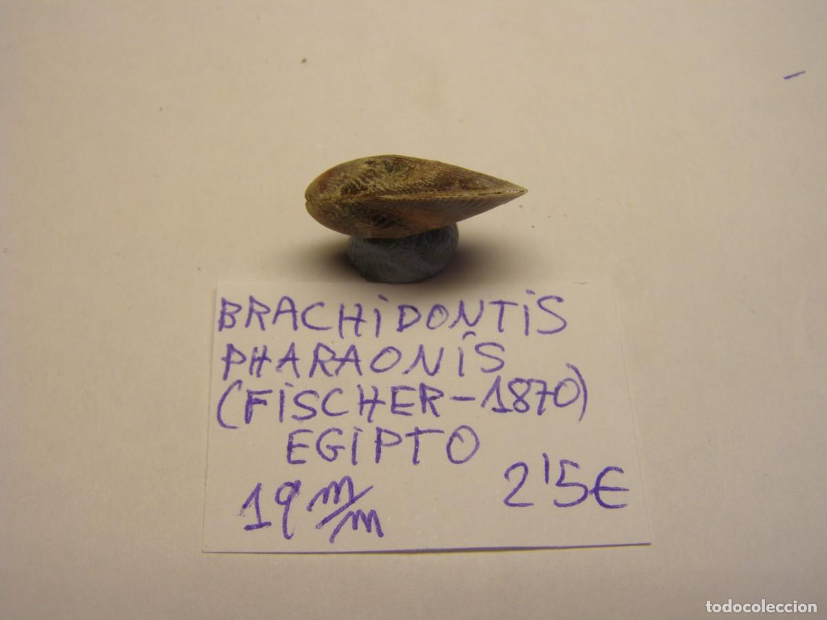 Coleccionismo de moluscos: Bivalvo shell brachidontis pharaonis. Egipto. - Foto 2