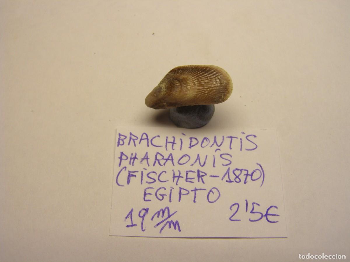 Coleccionismo de moluscos: Bivalvo shell brachidontis pharaonis. Egipto. - Foto 3