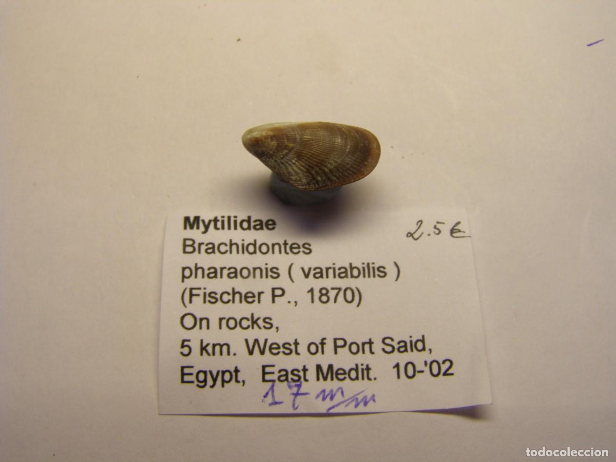 Coleccionismo de moluscos: Bivalvo shell brachidontis pharaonis. Egipto.