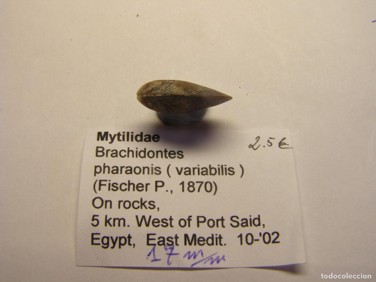 Coleccionismo de moluscos: Bivalvo shell brachidontis pharaonis. Egipto. - Foto 2
