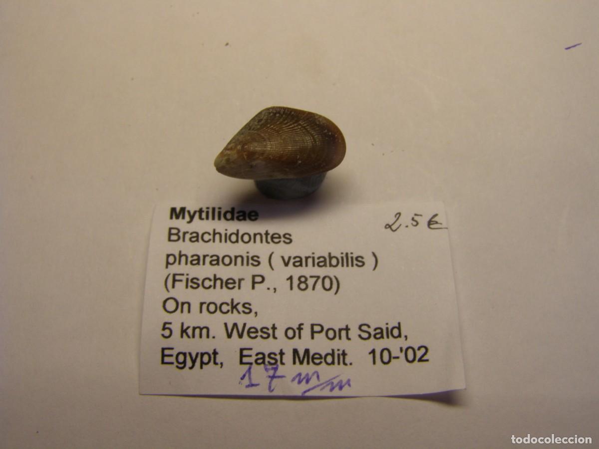 Coleccionismo de moluscos: Bivalvo shell brachidontis pharaonis. Egipto. - Foto 3