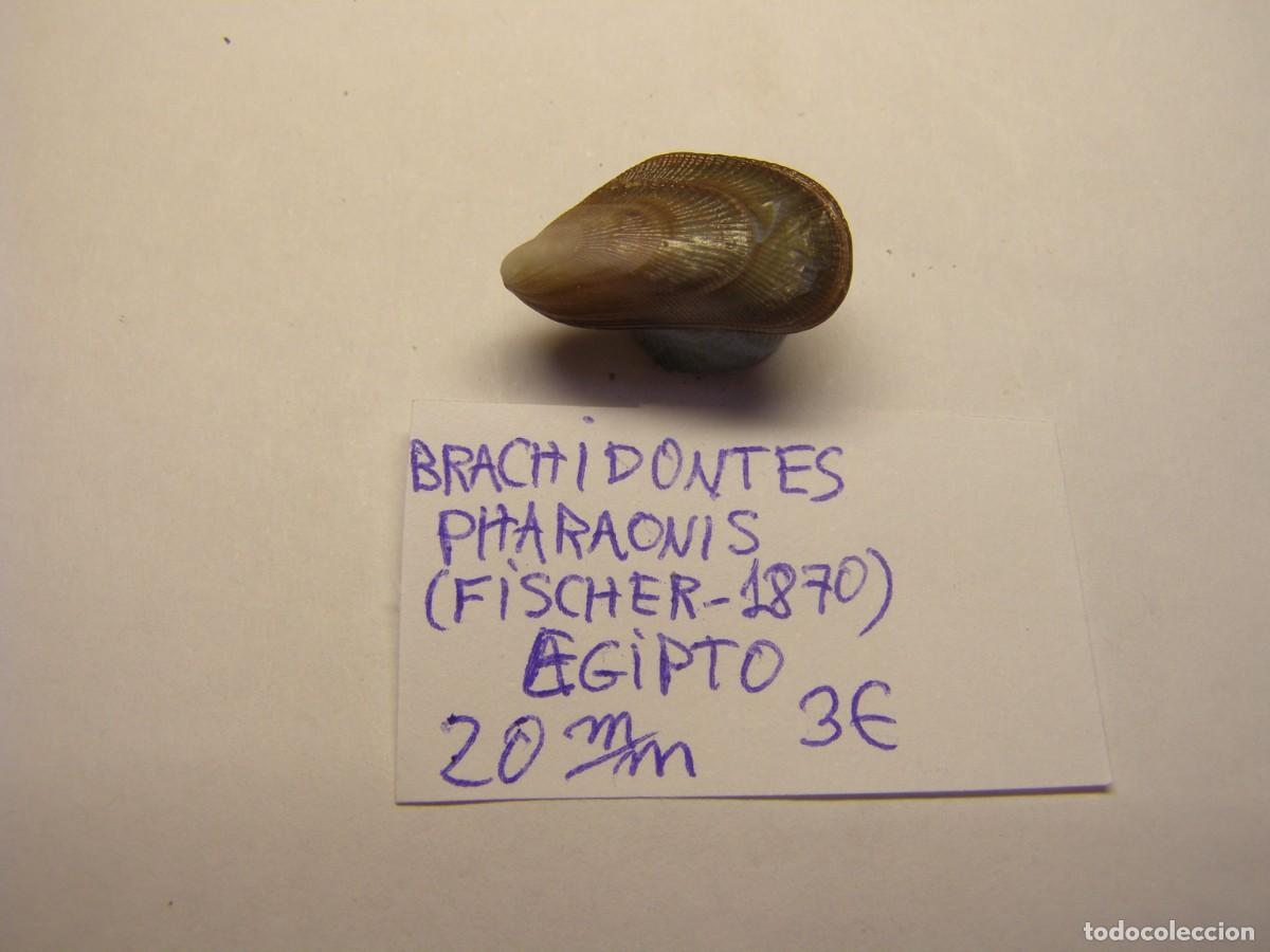 Coleccionismo de moluscos: Bivalvo shell brachidontis pharaonis. Egipto.