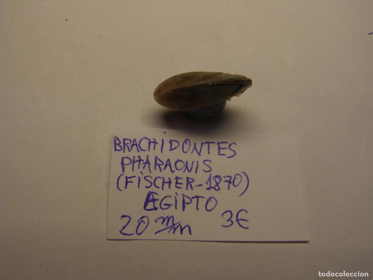 Coleccionismo de moluscos: Bivalvo shell brachidontis pharaonis. Egipto. - Foto 2