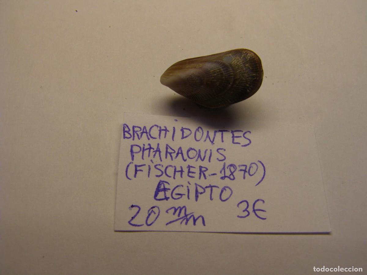 Coleccionismo de moluscos: Bivalvo shell brachidontis pharaonis. Egipto. - Foto 3
