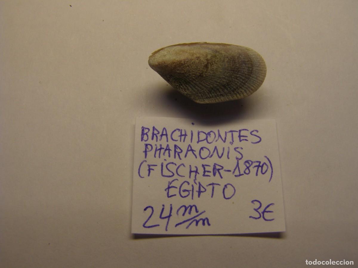 Coleccionismo de moluscos: Bivalvo shell brachidontis pharaonis. Egipto.