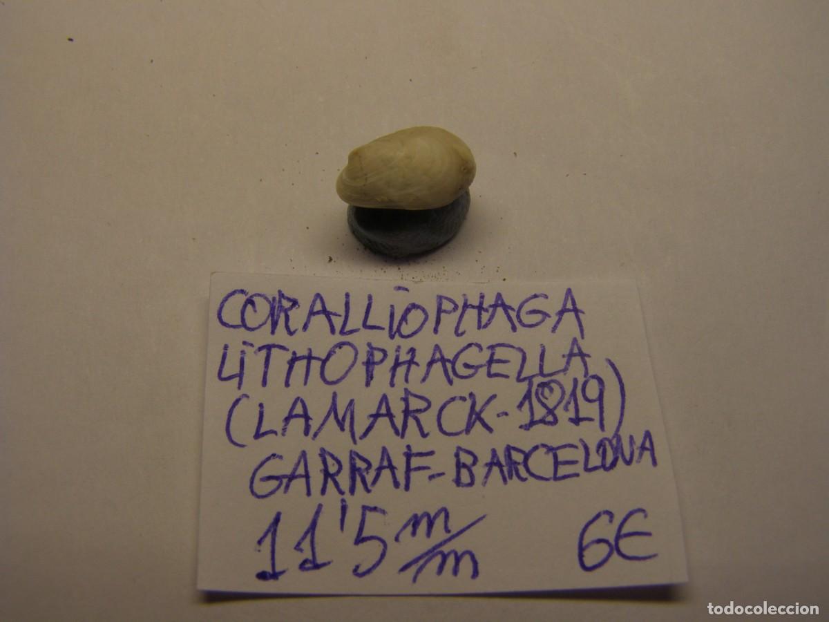 Coleccionismo de moluscos: Bivalvo shell coralliophaga lithophagella. Barcelona.