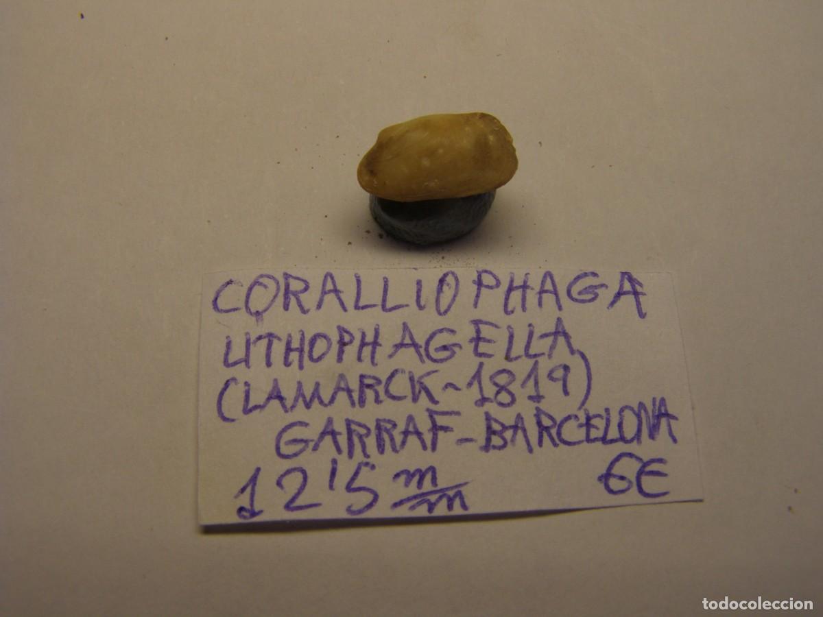Coleccionismo de moluscos: Bivalvo shell coralliophaga lithophagella. Barcelona.