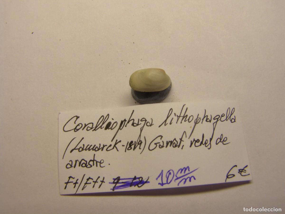 Coleccionismo de moluscos: Bivalvo shell coralliophaga lithophagella. Barcelona.