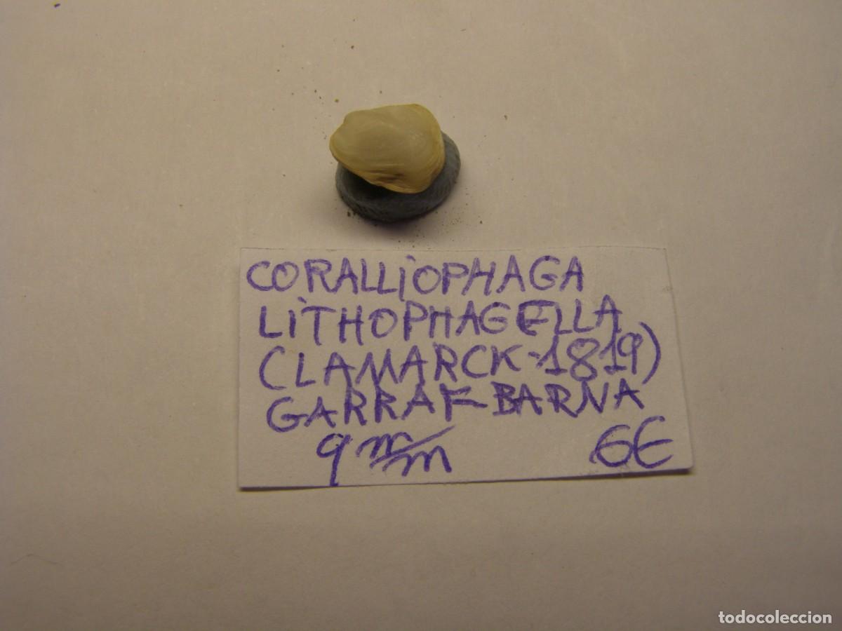 Coleccionismo de moluscos: Bivalvo shell coralliophaga lithophagella. Barcelona.