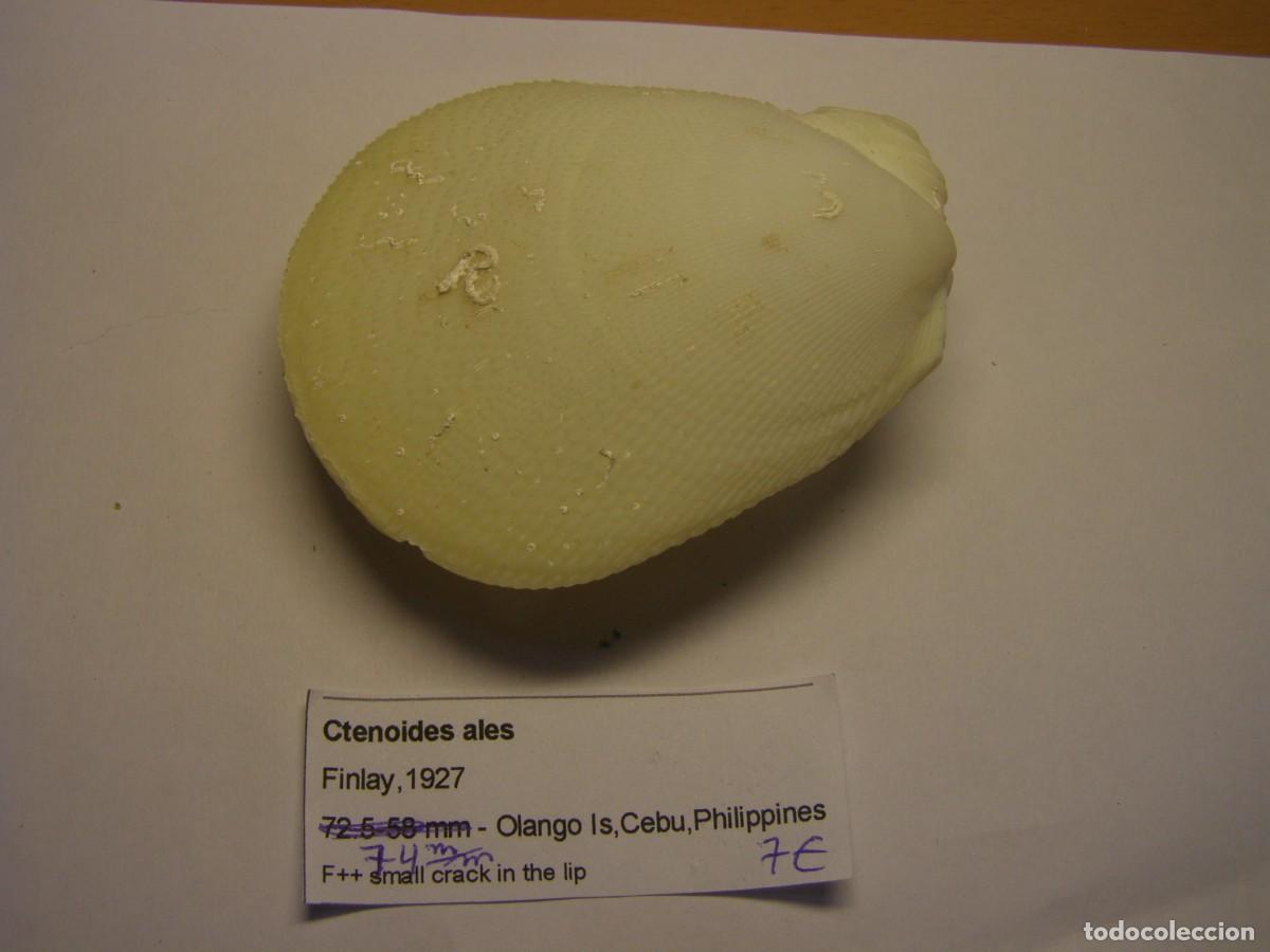 Coleccionismo de moluscos: Bivalvo shell ctenoides ales. Filipinas.