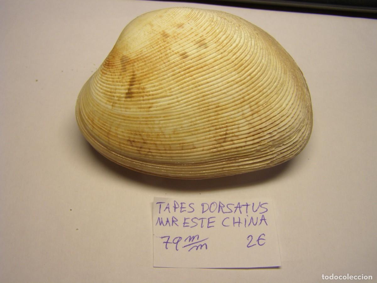 Coleccionismo de moluscos: Bivalvo shell tapes dorsatus. Mar del este de China.