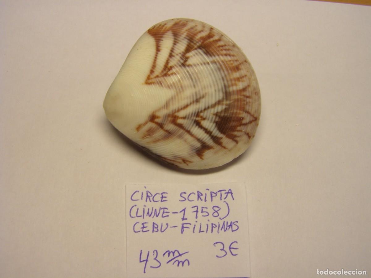 Coleccionismo de moluscos: Bivalvo shell circe scripta. Filipinas. - Foto 1