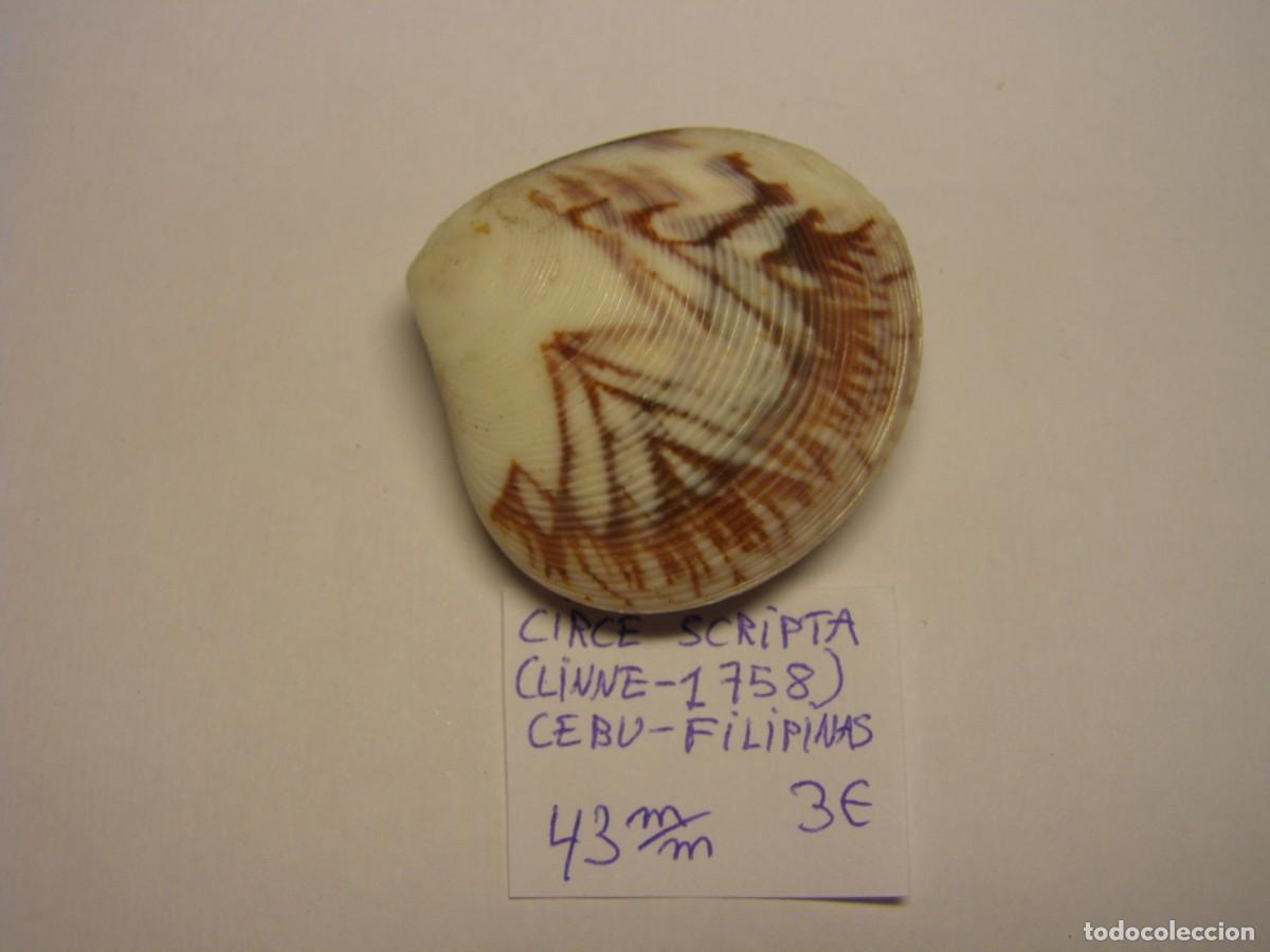 Coleccionismo de moluscos: Bivalvo shell circe scripta. Filipinas. - Foto 2