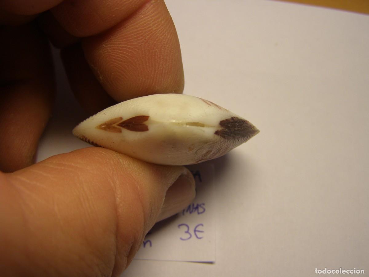 Coleccionismo de moluscos: Bivalvo shell circe scripta. Filipinas. - Foto 3