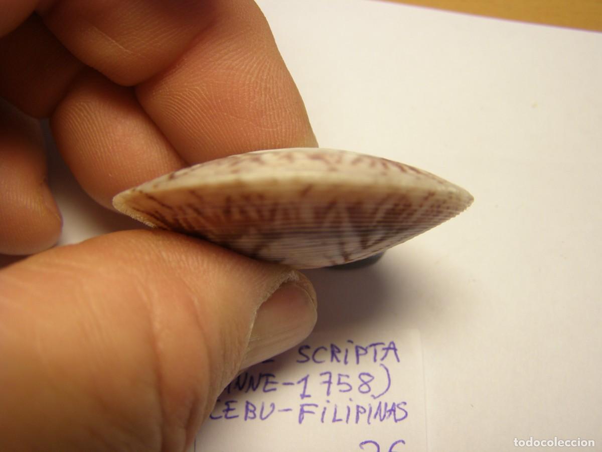 Coleccionismo de moluscos: Bivalvo shell circe scripta. Filipinas. - Foto 4