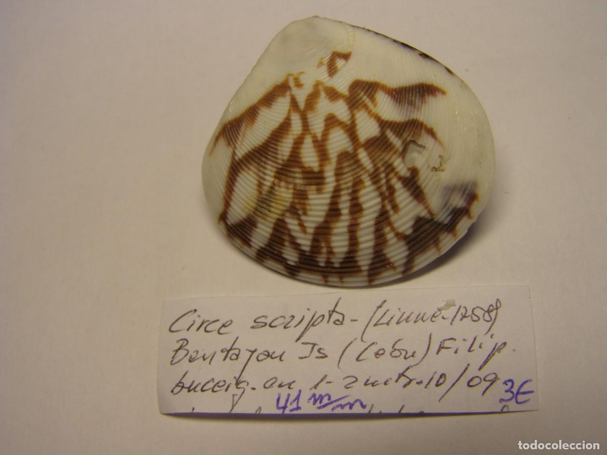 Coleccionismo de moluscos: Bivalvo shell circe scripta. Filipinas.