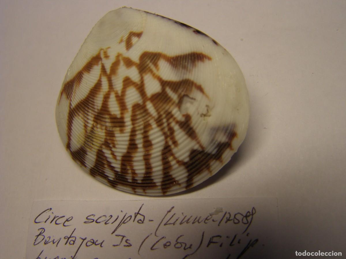 Coleccionismo de moluscos: Bivalvo shell circe scripta. Filipinas. - Foto 2