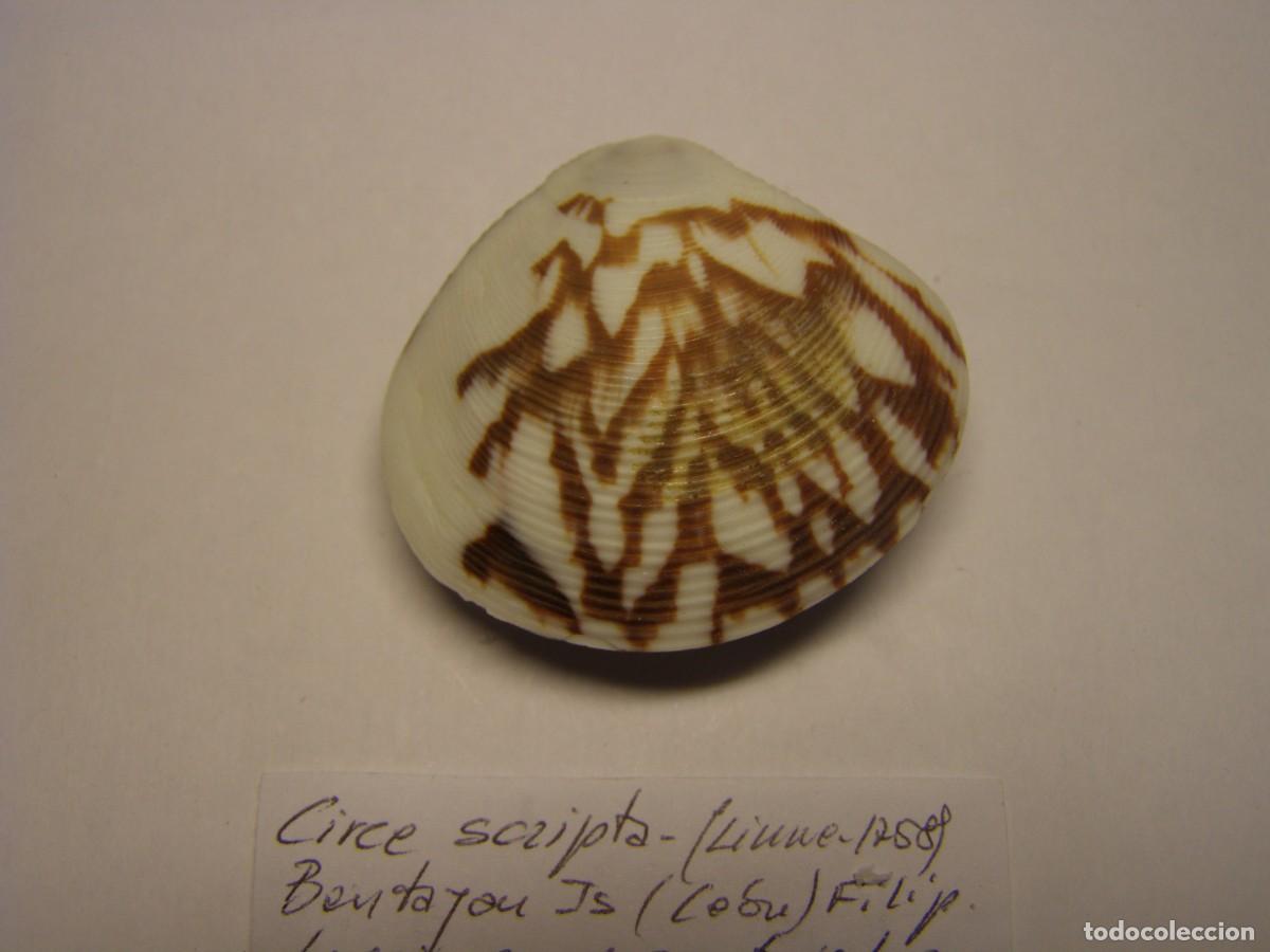 Coleccionismo de moluscos: Bivalvo shell circe scripta. Filipinas. - Foto 3