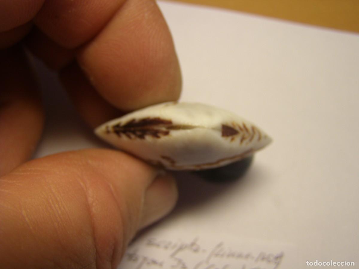 Coleccionismo de moluscos: Bivalvo shell circe scripta. Filipinas. - Foto 4