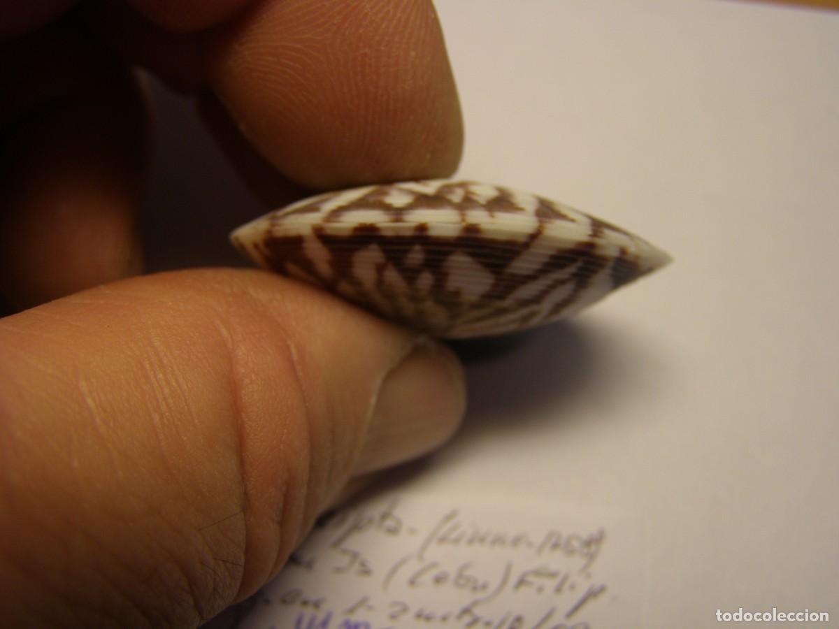 Coleccionismo de moluscos: Bivalvo shell circe scripta. Filipinas. - Foto 5