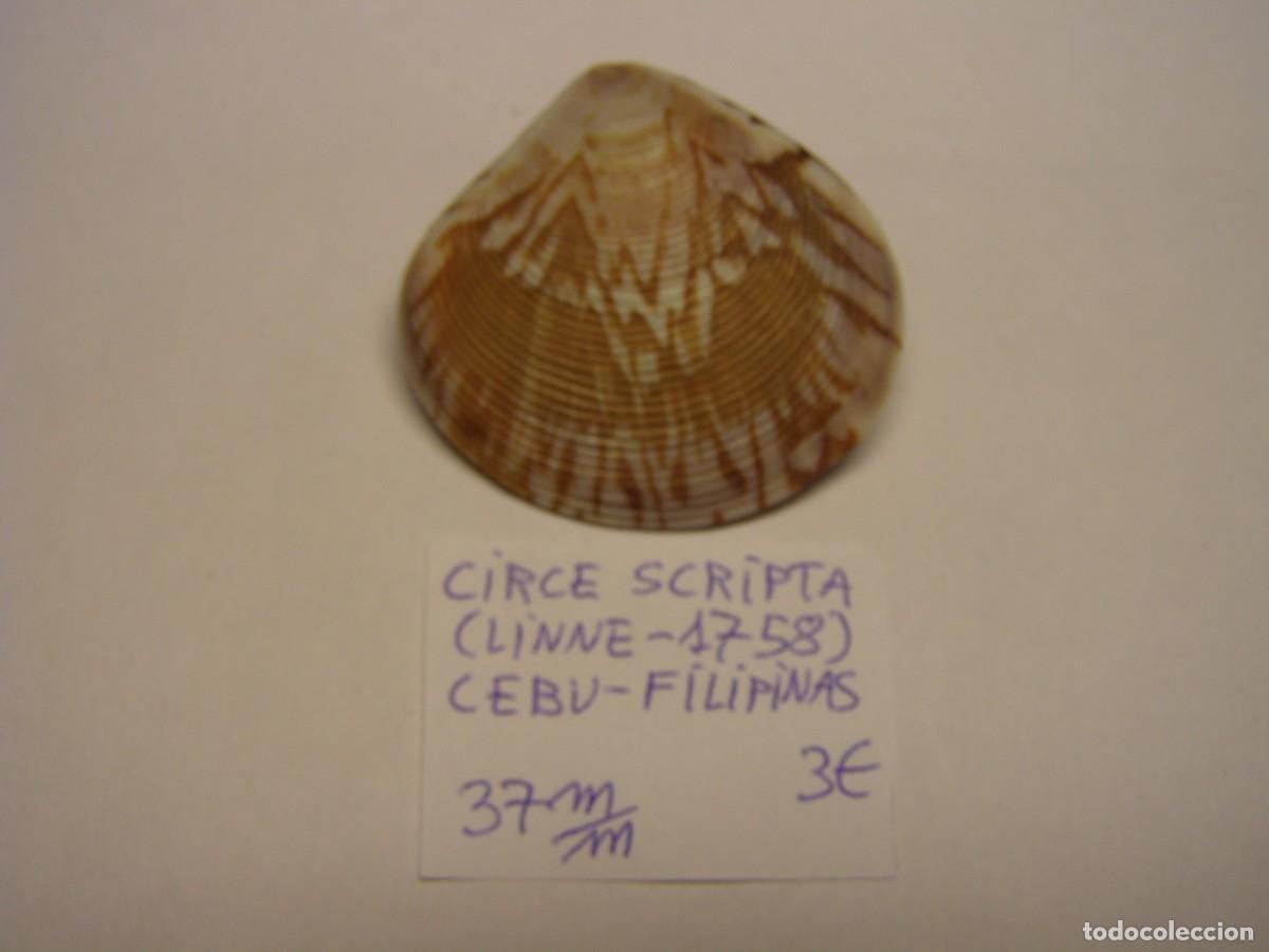 Coleccionismo de moluscos: Bivalvo shell circe scripta. Filipinas.