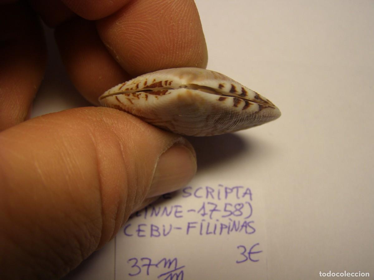 Coleccionismo de moluscos: Bivalvo shell circe scripta. Filipinas. - Foto 2