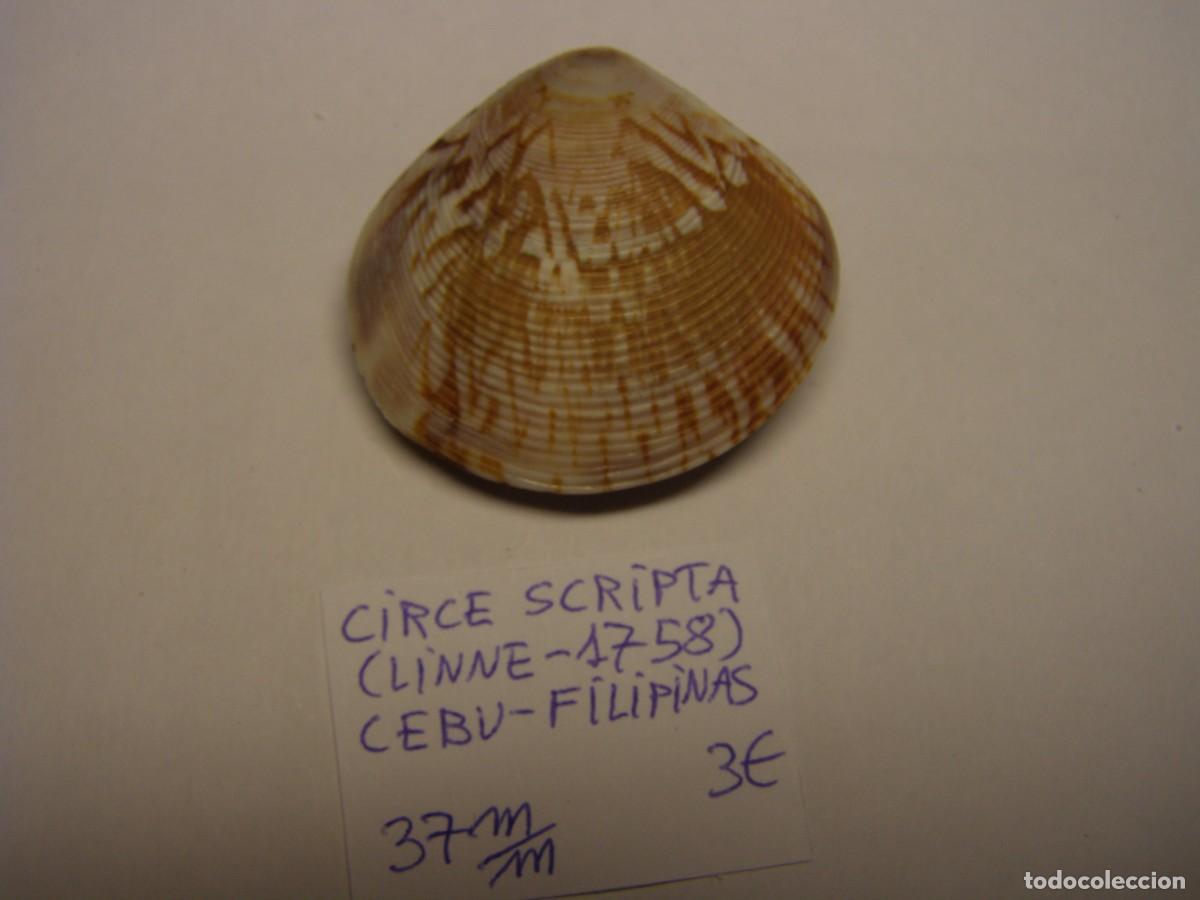 Coleccionismo de moluscos: Bivalvo shell circe scripta. Filipinas. - Foto 3