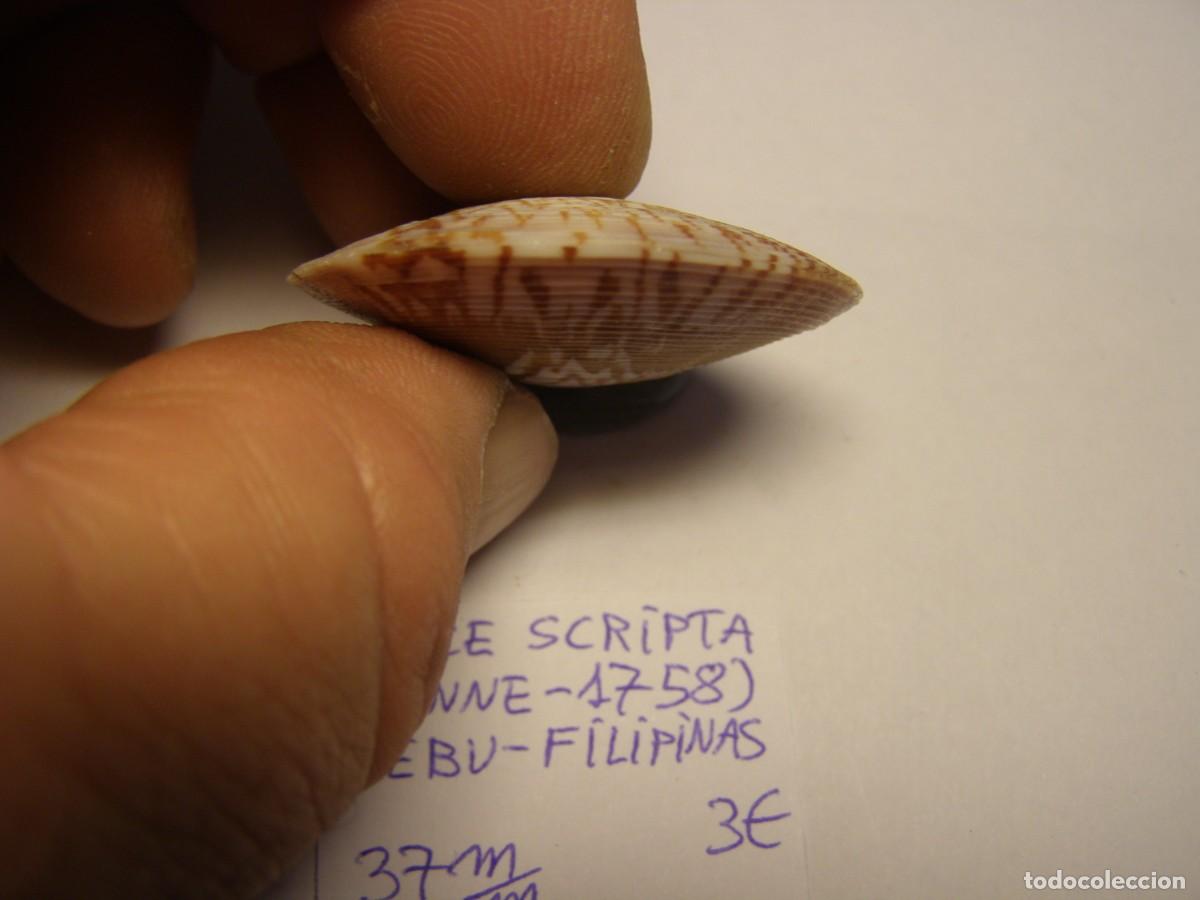 Coleccionismo de moluscos: Bivalvo shell circe scripta. Filipinas. - Foto 4