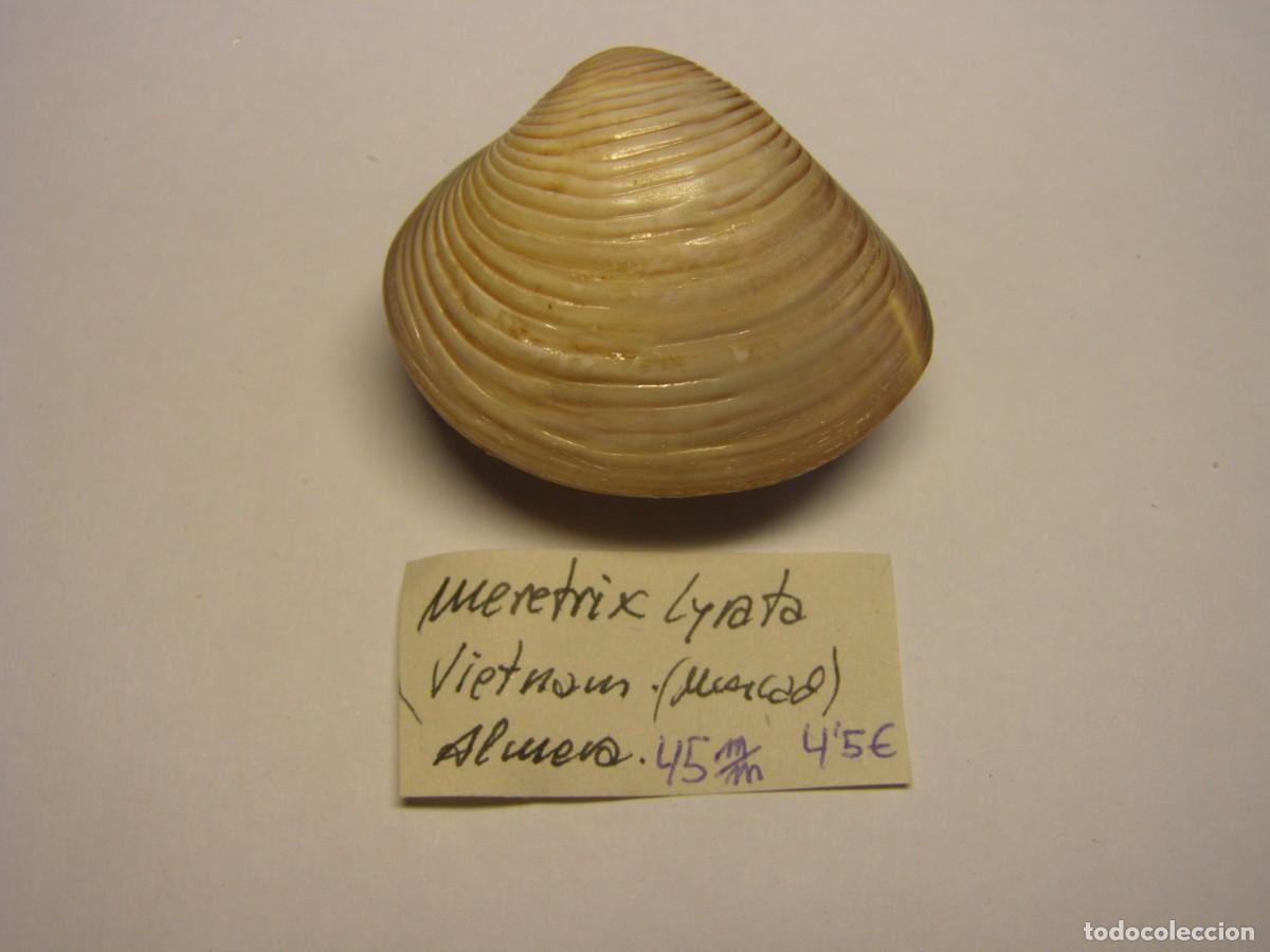 Coleccionismo de moluscos: Bivalvo shell meretrix lyrata. Vietnam.
