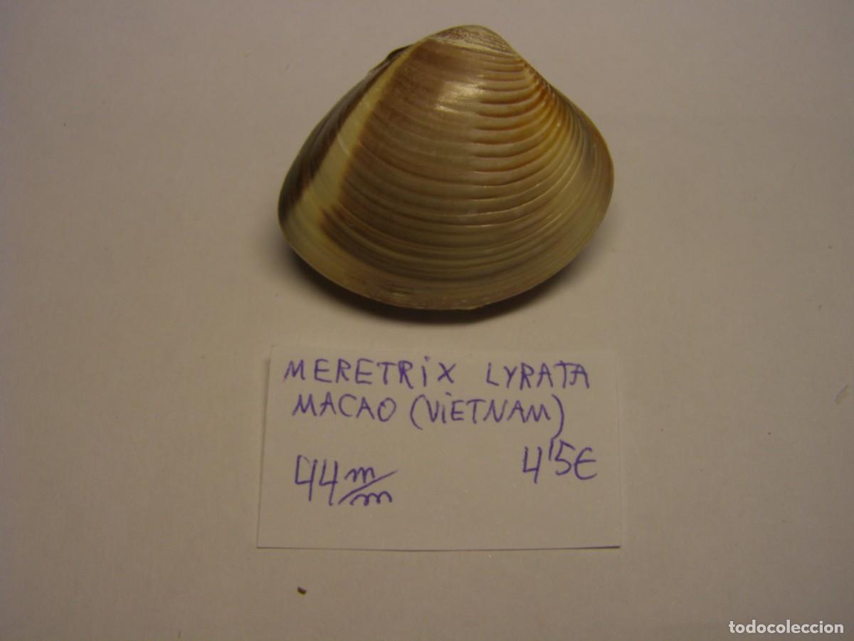 Coleccionismo de moluscos: Bivalvo shell meretrix lyrata. Vietnam.